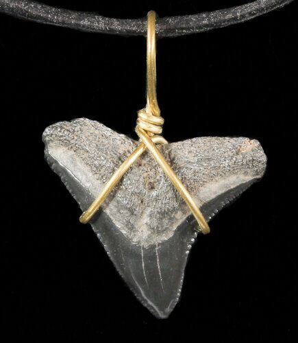Fossil Dusky Shark Tooth Necklace #47567